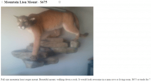 Mountain Lion Mount Craigslist Boise Idaho